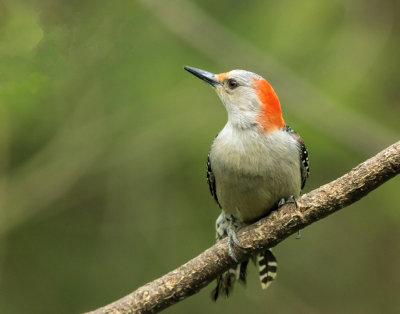 web-Red-Bellied-Woodpecker
