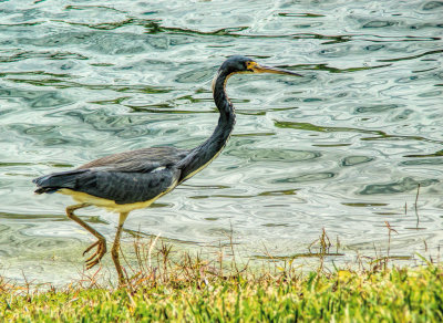 web-Tricolored-Heron