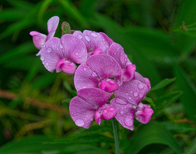 _6190014-web-kosinski-viveza-shkrdn.jpg