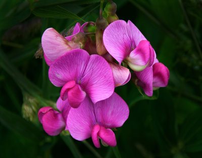 IMG_9511-web-crop-lab-viveza.jpg