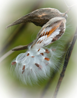milkweed