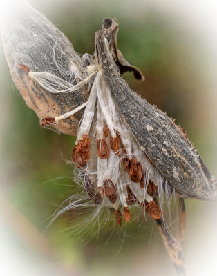 milkweed