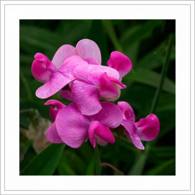 _6300106-web-framed-shkrdn-viveza.jpg