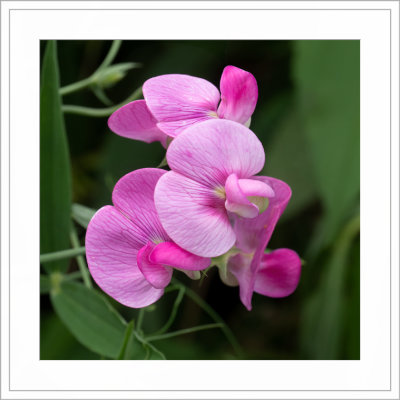 _6300105-web-framed-shkrdn.jpg