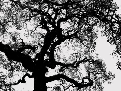 trees