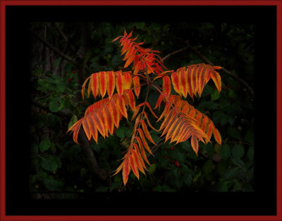 2. Sumac Leaves in Autumn Display..jpg