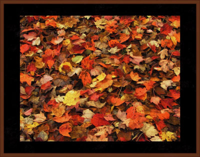 3. Fall Flotsam After A Storm..jpg
