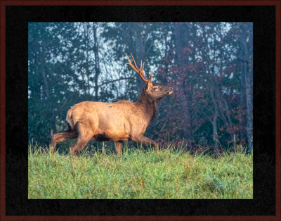 5. Fall - The Rutting Season..jpg