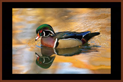 6. Once there were wood ducks on golden pond.jpg