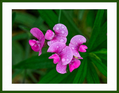 artistic_take_on_nature