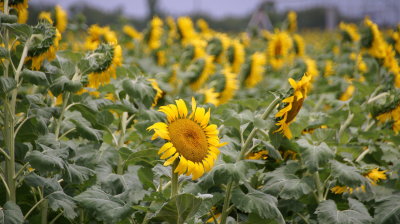 Sunflower fields - Sabinal, Texas