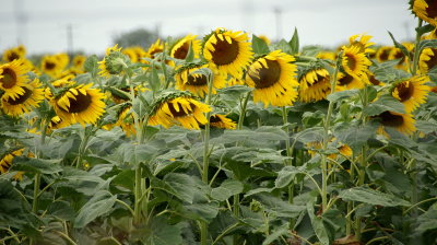 Sunflower fields - Sabinal, Texas