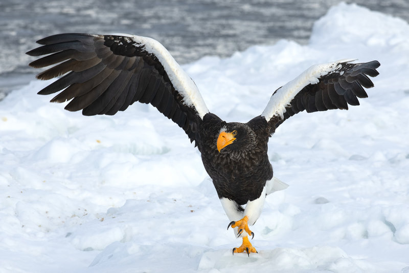 Stellers Sea Eagle (Haliaeetus pelagicus)