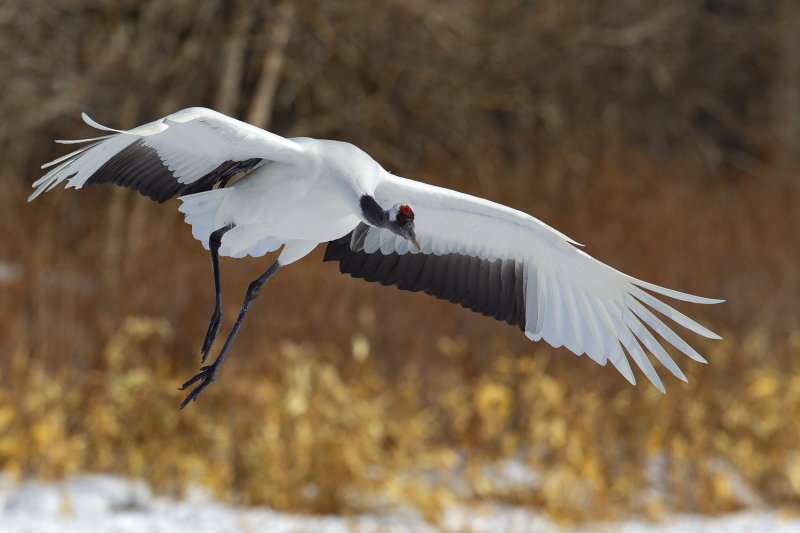 Red-crowned Crane (Grus japonensis)