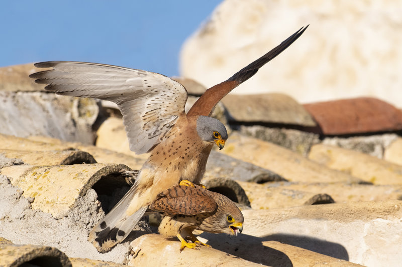 Lesser Kestrel (Falco naumanni)