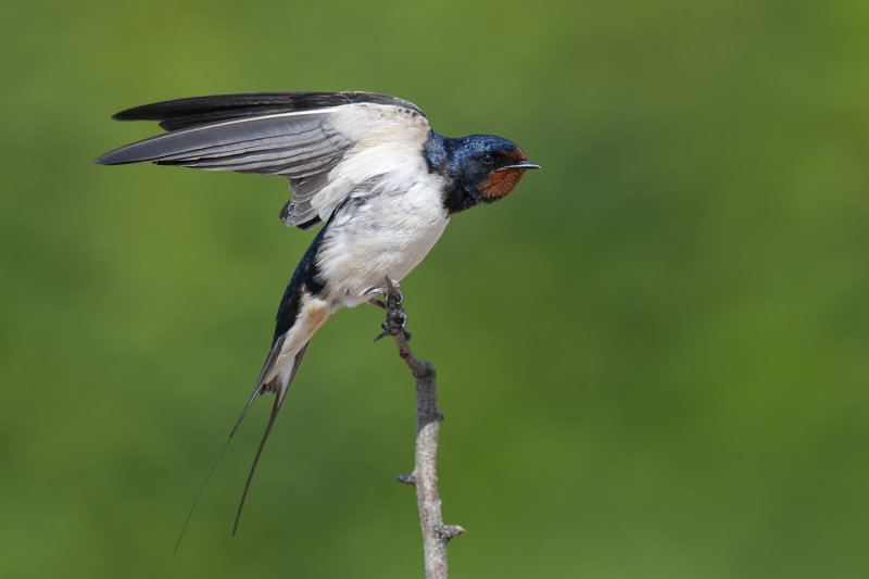 Barn Swallow (Hirundo rustica)