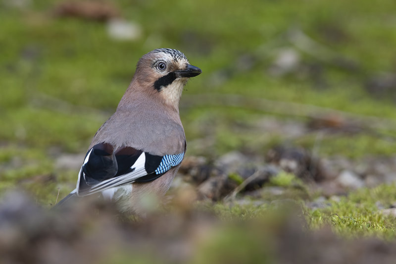 Eurasian Jay (Garrulus glandarius)