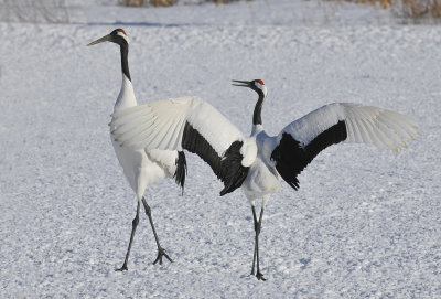 Red-crowned Crane (Grus japonensis)