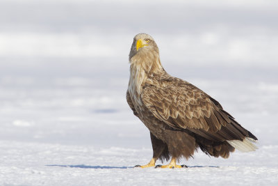 White-tailed Sea Eagle (Haliaeetus albicilla)