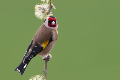 European Goldfinch (Carduelis carduelis)