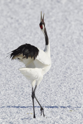Red-crowned Crane (Grus japonensis)