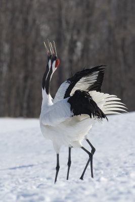 Red-crowned Crane (Grus japonensis)