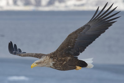 White-tailed Sea Eagle (Haliaeetus albicilla)