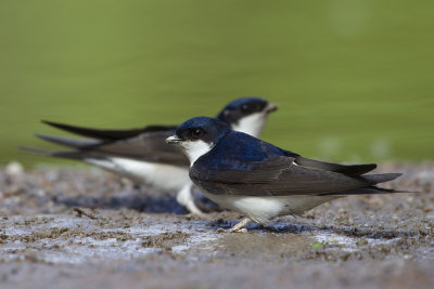 Common House Martin (Delichon urbicum)