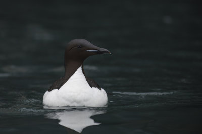 Brnnich's Guillemot (Uria lomvia)