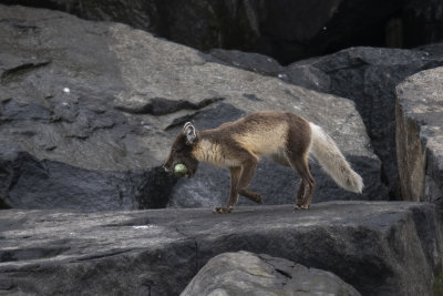 Arctic Fox (Vulpes lagopus)