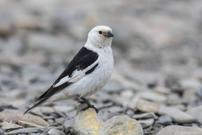 Snow Bunting (Plectrophenax nivalis)