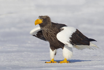 Steller's Sea Eagle (Haliaeetus pelagicus)