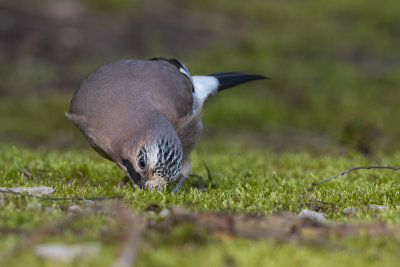 Eurasian Jay (Garrulus glandarius)