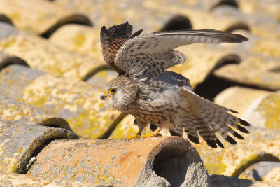 Lesser Kestrel (Falco naumanni)