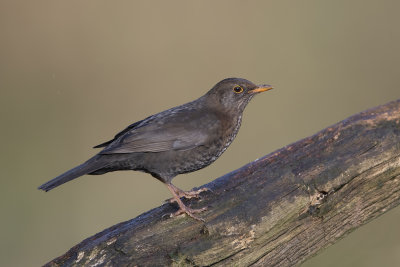 Common Blackbird (Turdus merula)