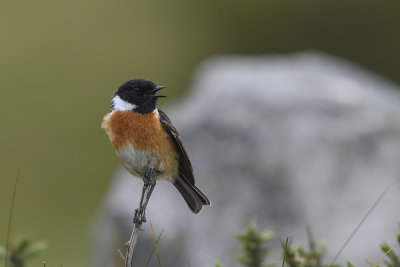 European Stonechat (Saxicola rubicola)