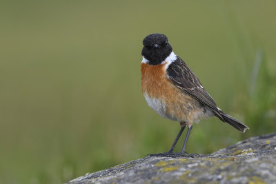 European Stonechat (Saxicola rubicola)