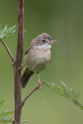 Common Whitethroat (Sylvia communis)