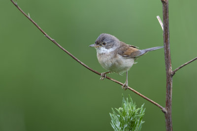 Common Whitethroat (Sylvia communis)