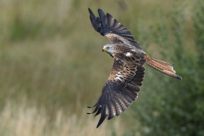 Red Kite (Milvus milvus)