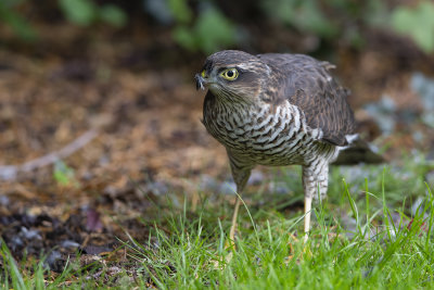 Eurasian Sparrowhawk (Accipiter nisus)