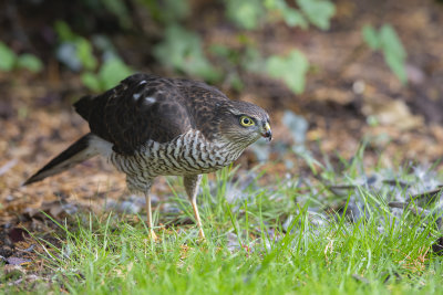Eurasian Sparrowhawk (Accipiter nisus)