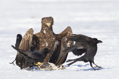 White-tailed Sea Eagle (Haliaeetus albicilla) and Large-billed Crow (Corvus macrorhynchos)
