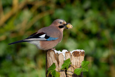 Eurasian Jay (Garrulus glandarius)