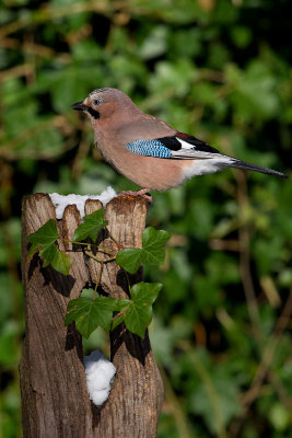 Eurasian Jay (Garrulus glandarius)