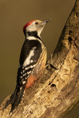 Middle-spotted Woodpecker (Dendrocoptes medius)