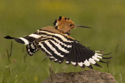 Hoopoe (Upupa epops)