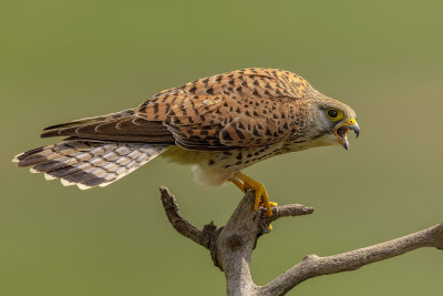 Common Kestrel Falco tinnunculus 