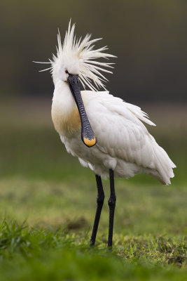 Eurasian Spoonbill (Platalea leucorodia)