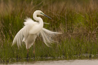 Great White Egret (Ardea alba alba)